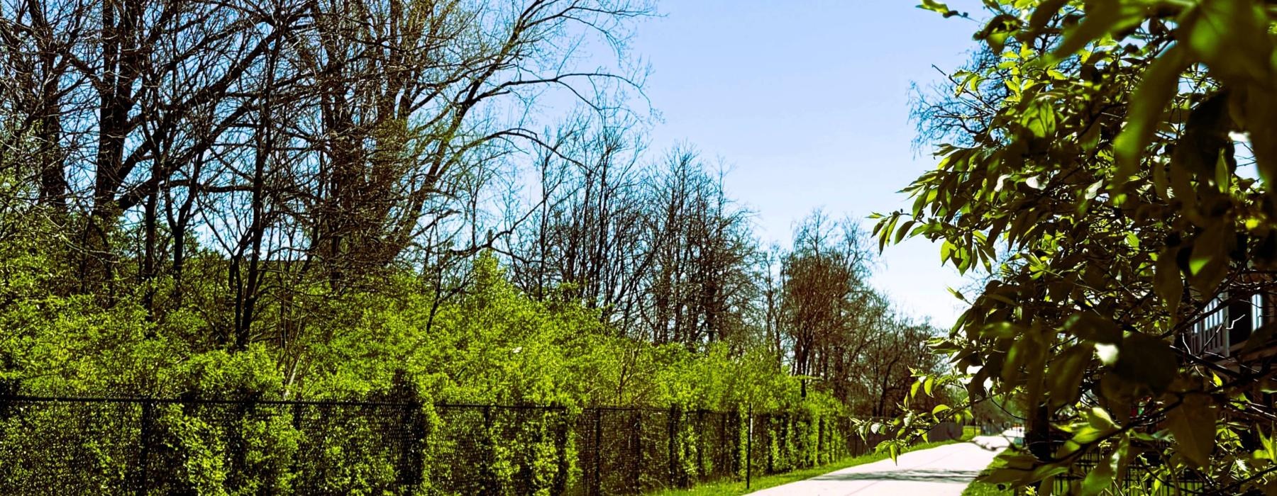 a path with trees on the side