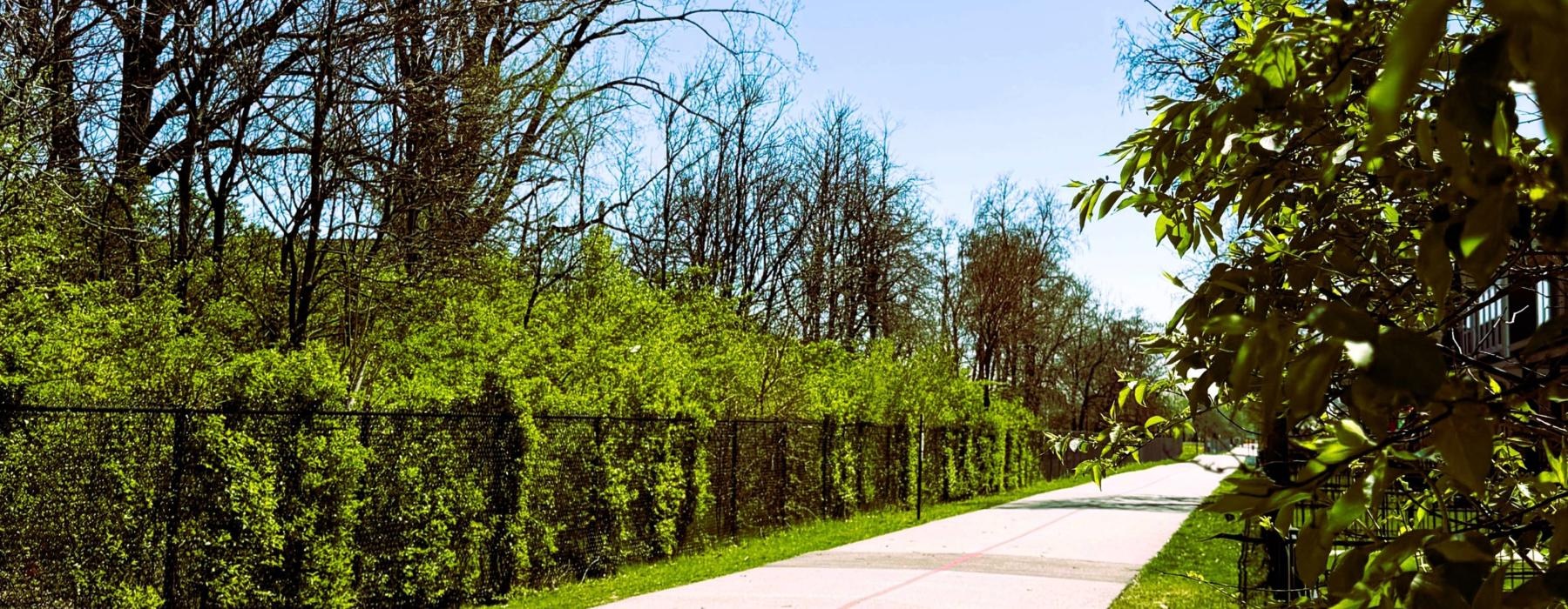 a path with trees on the side